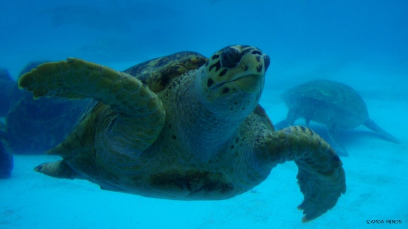 うみがめ便りバックナンバー – AMDA社会開発機構(アムダマインズ)