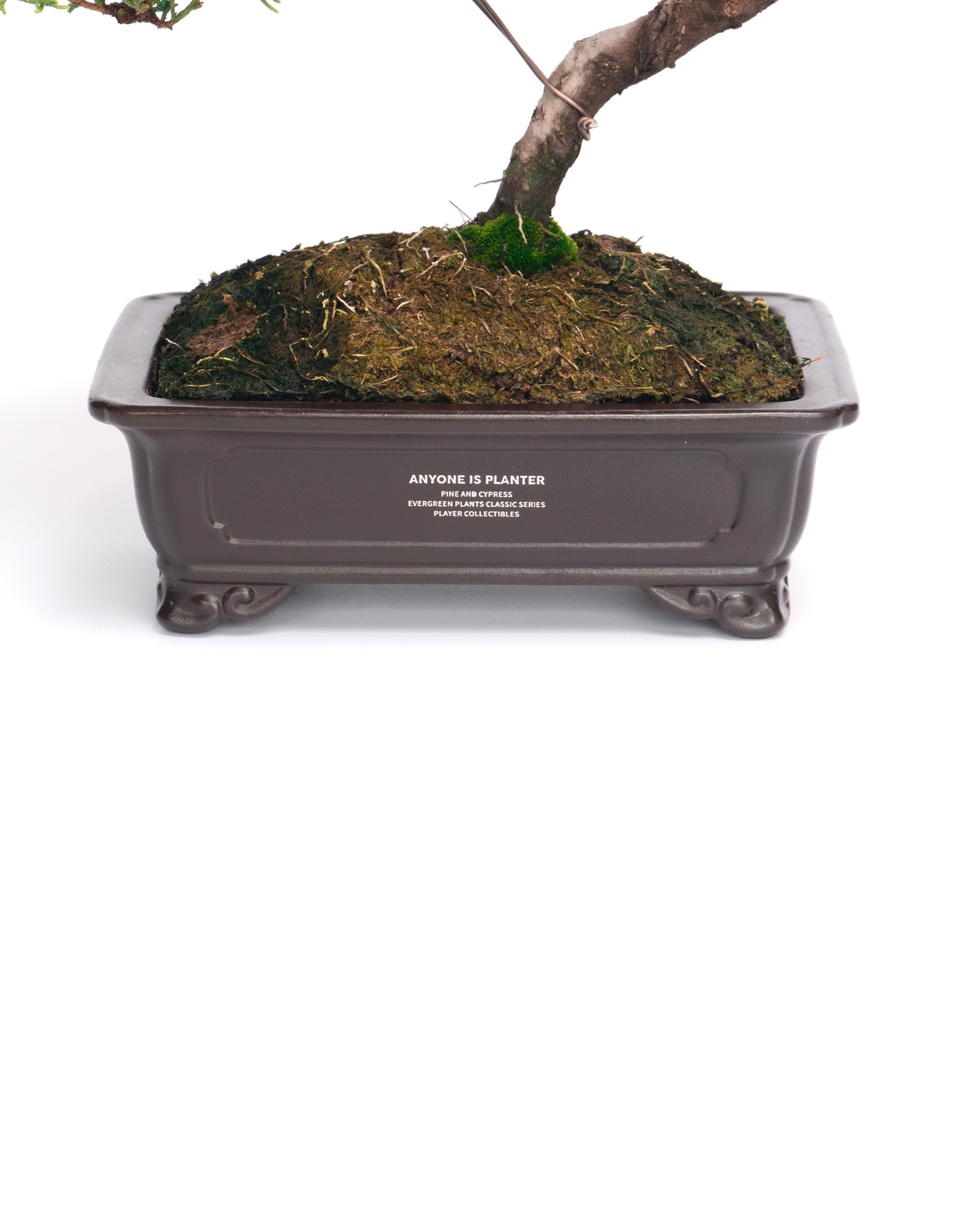 真柏盆景| ANYONE IS PLANTER