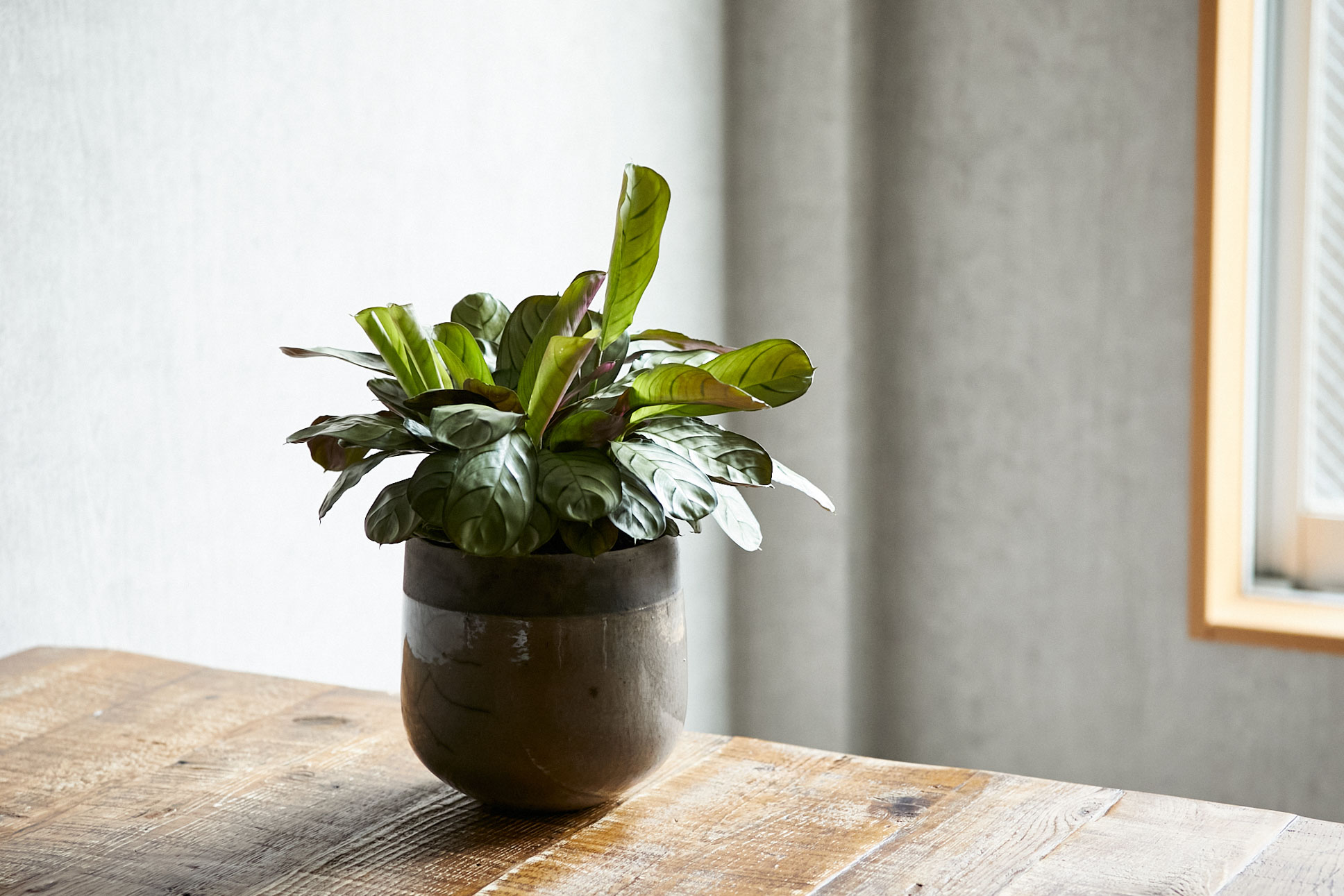 Domani/MINSK(ミンスク)16 Pearl White 3号鉢用 | 青山フラワー