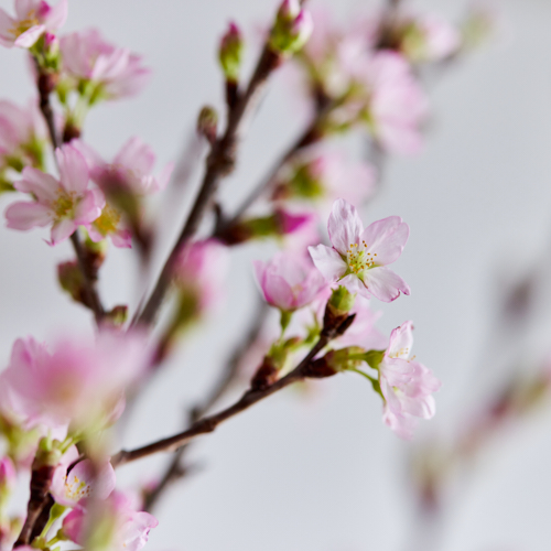 産直】JA全農山形の啓翁桜 120cm（10本） | 青山フラワーマーケット