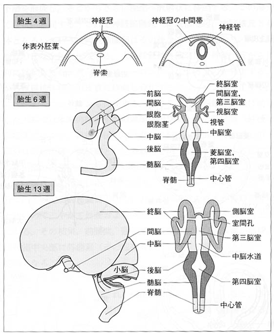脳の形態と機能―精神医学に関連して
