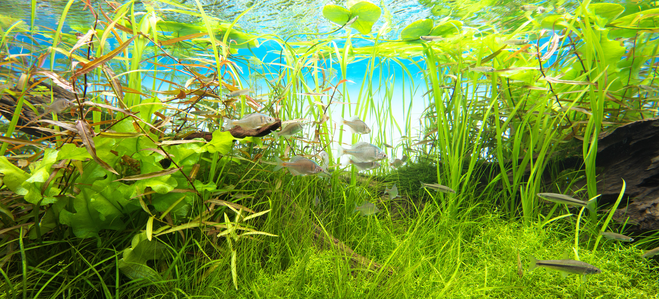 CREATOR WORKS ［ 水辺を想う ］ | AQUA DESIGN AMANO