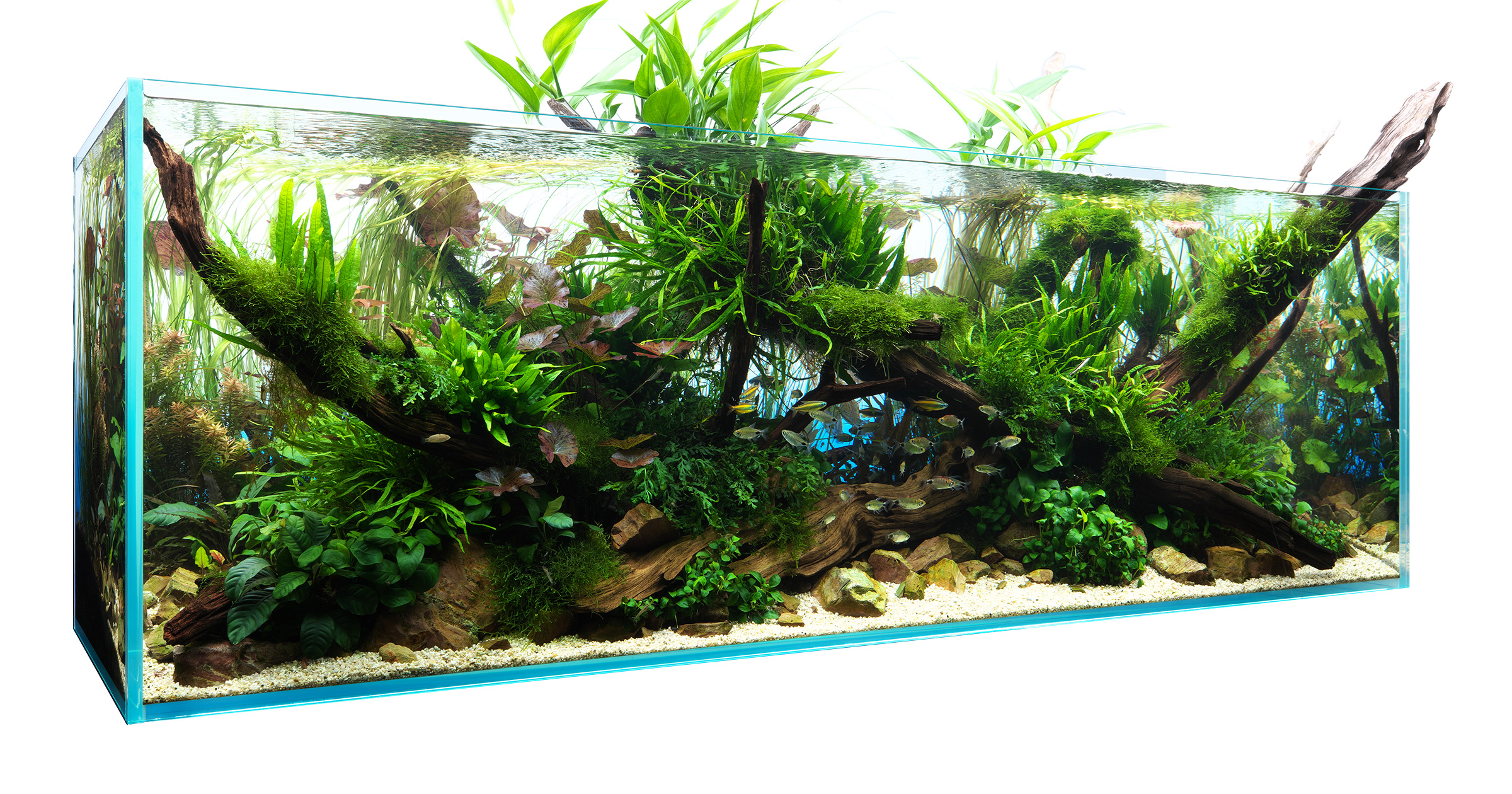 CREATOR WORKS ［ 森の交差点 ］ | AQUA DESIGN AMANO