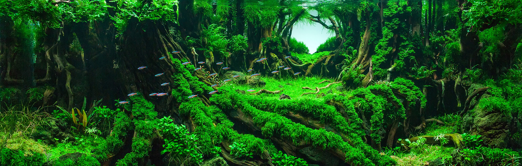 TOP OF THE WORLD 2023 #01 | AQUA DESIGN AMANO