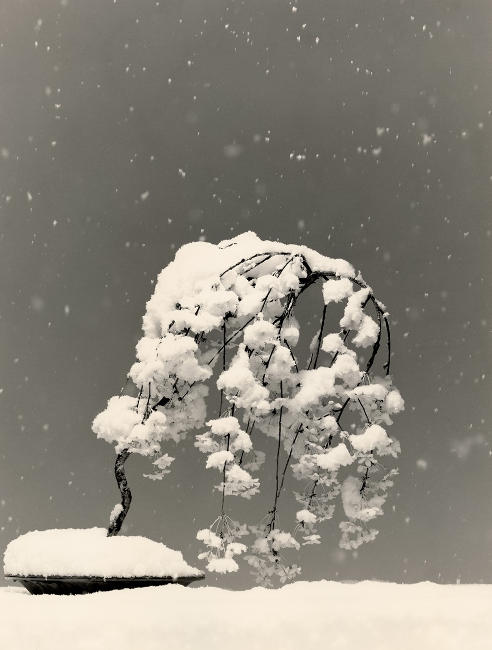 山本昌男 個展「手中一滴 – YAMAMOTO Masao BONSAI – Microcosms