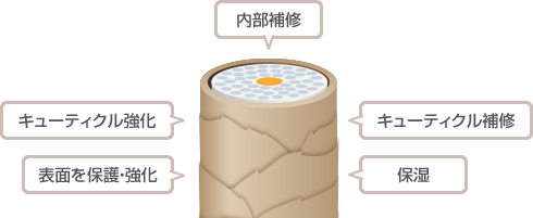 リ：プロ サイバー｜ADJUVANT COSME JAPAN