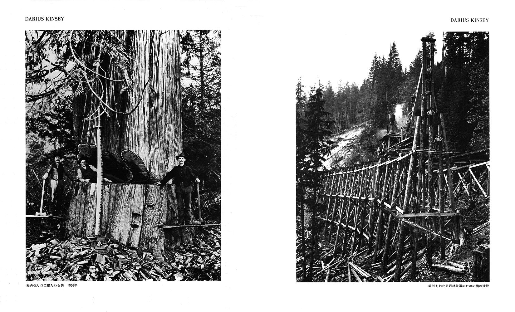 Aboc - アボック社 -森へ ダリウス・キンゼイ写真集