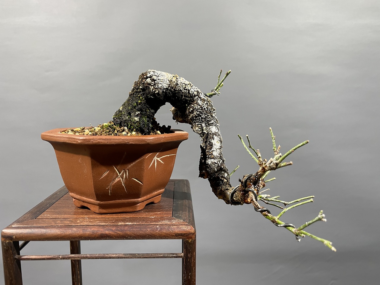 山木 甲州野梅 白一重 咲きます 香り良し 甲州野梅 白一重 咲きます