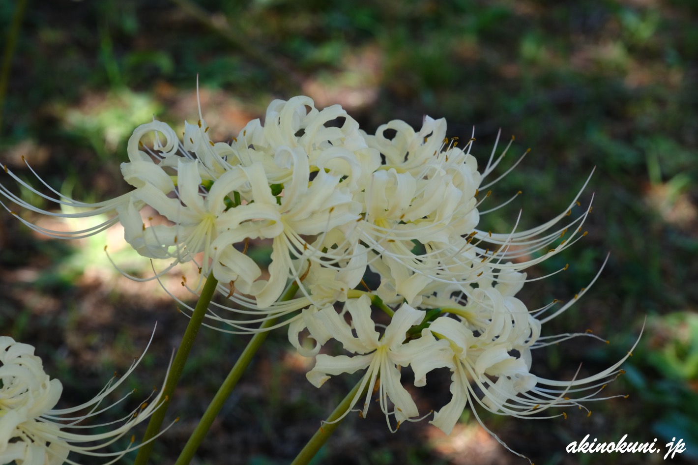 花みどり公園の彼岸花-2024年（広島市安佐北区） | 安芸の国から