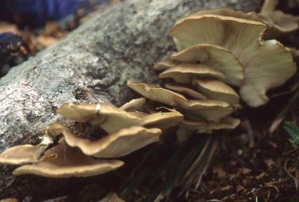 ブナ帯のきのこ図鑑 | 秋田のグリーン・ツーリズム総合情報サイト 美の