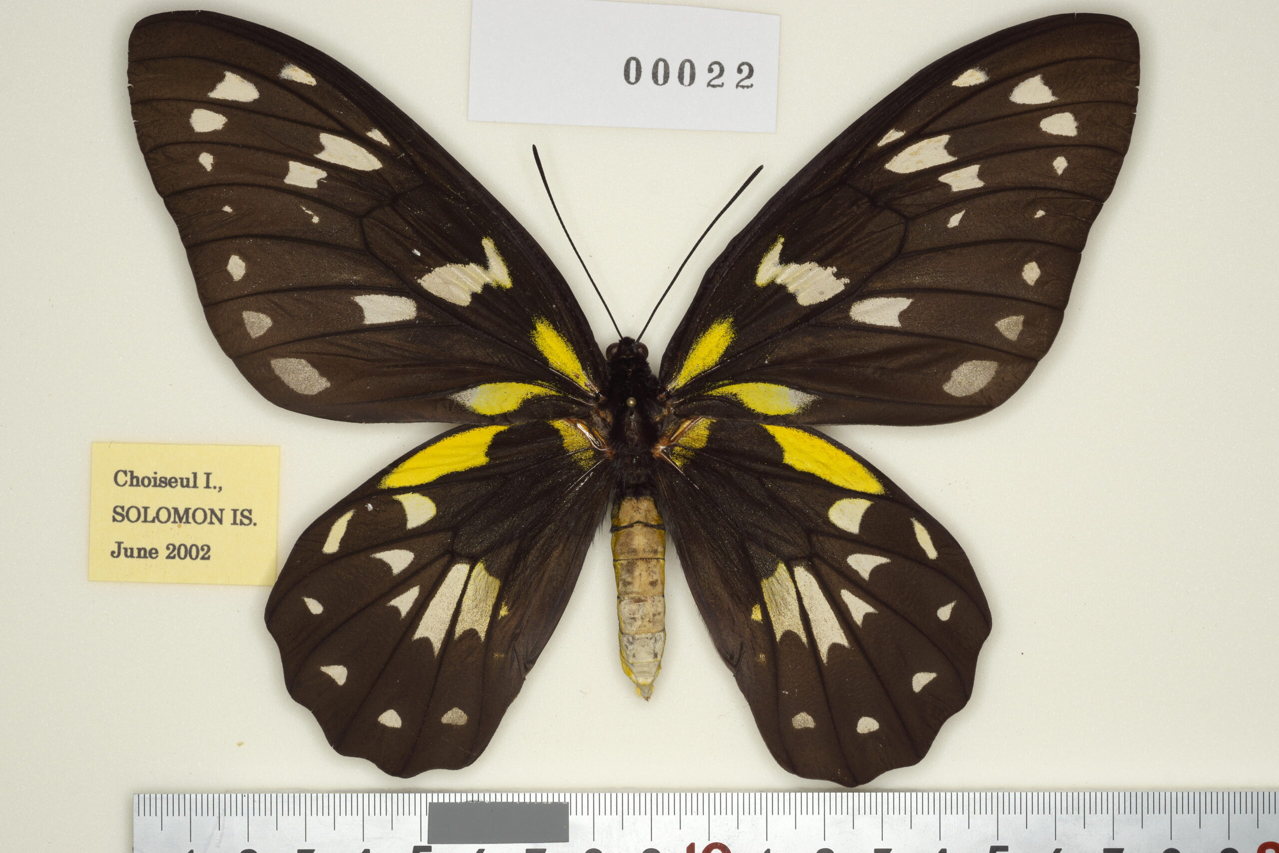 003-00021 | トリバネアゲハデジタル大図鑑（大屋崇コレクション）