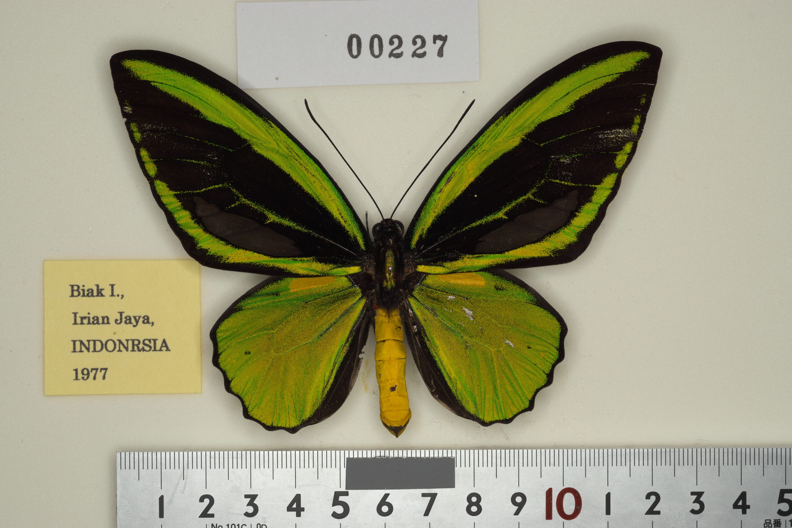 025-00226 | トリバネアゲハデジタル大図鑑（大屋崇コレクション）