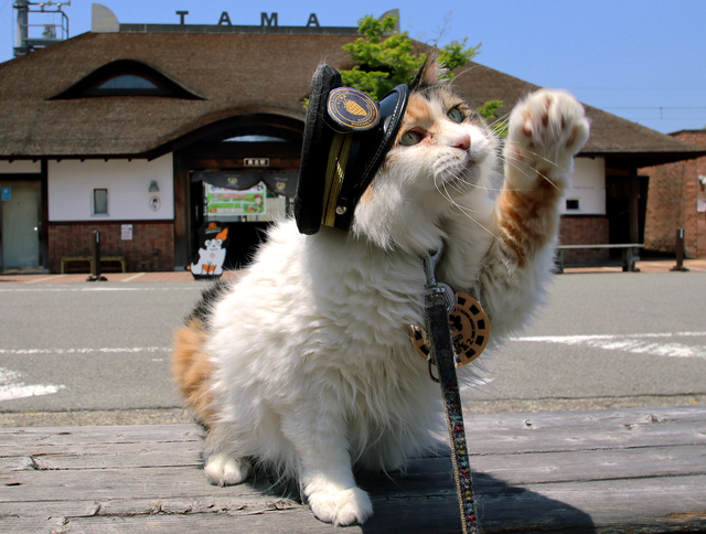 たま駅長」は不滅の存在感、再びの大ピンチ救って：朝日新聞