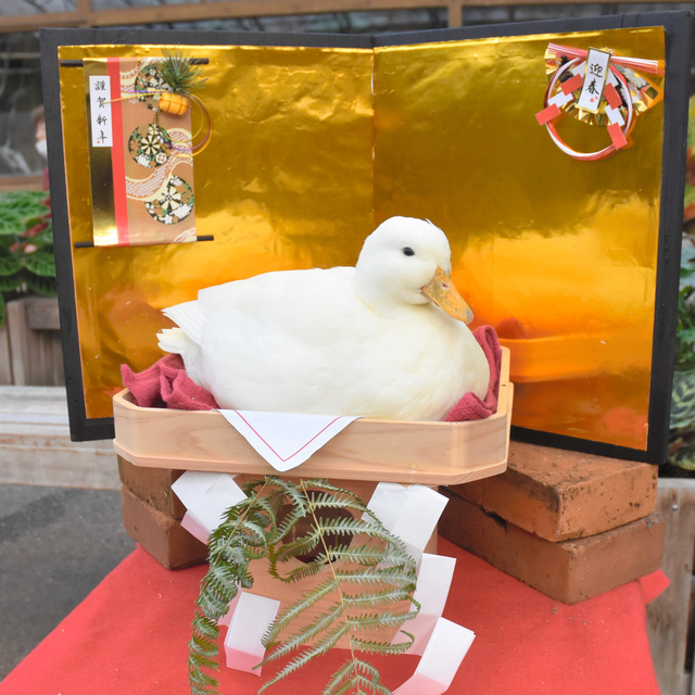 つきたてと思いきや、アヒル!? テーマパークの可愛らしい鏡餅人気