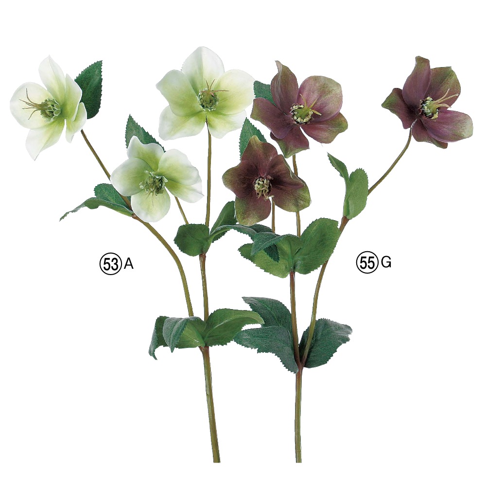 クリスマスローズ×3｜商品案内｜株式会社アスカ商会