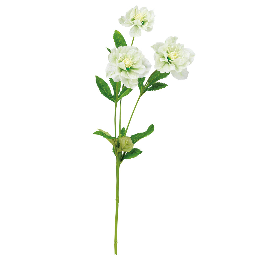 クリスマスローズ×3｜商品案内｜株式会社アスカ商会