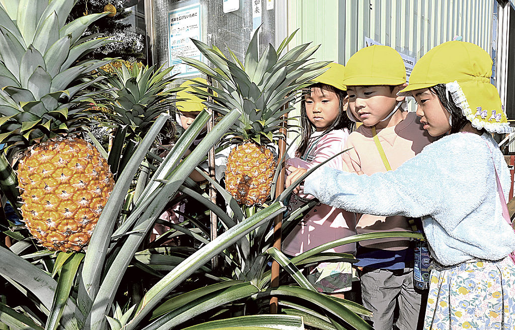 パイナップルずっしり立派に完熟 藤枝の農園、カフェで提供も｜静岡