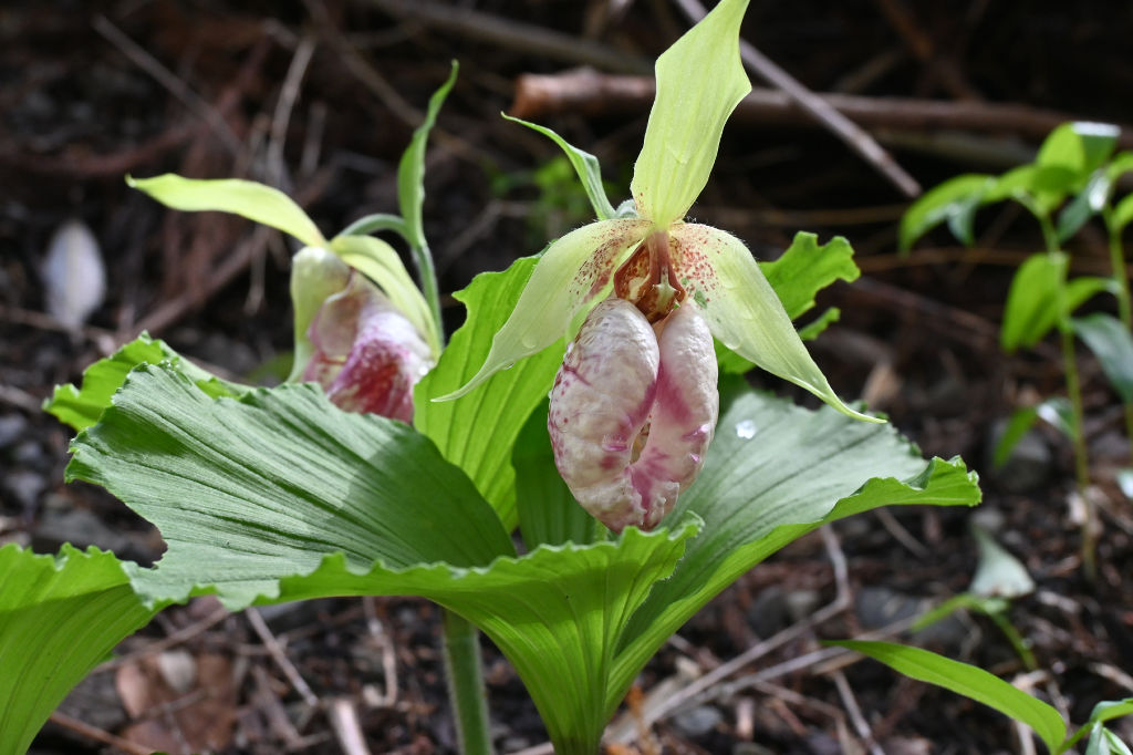 クリーム色に紫模様の花…希少な山野草「クマガイソウ」 掛川・倉真で