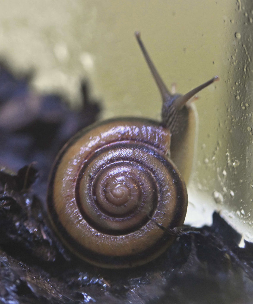 絶滅危惧種のカタツムリ「生態知って」 磐田・竜洋昆虫自然観察公園で