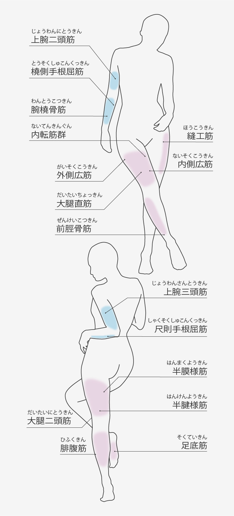 EMSシート2 AX-FRL909｜ブランド｜株式会社アテックス