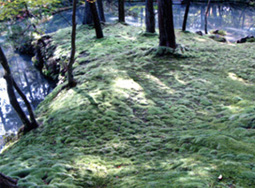 奥深い“コケ”の世界を探る 岩月 善之助 氏