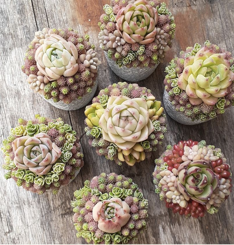 多肉植物寄せ植えスクール succulent arrangement amt 京都から東京に