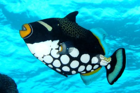 ド派手なフグ、モンガラカワハギ！ – アクアリンクBlog