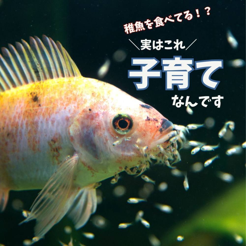 稚魚を口で育てる。アフリカンシクリッドのユニークな子育て | AQUALASSIC