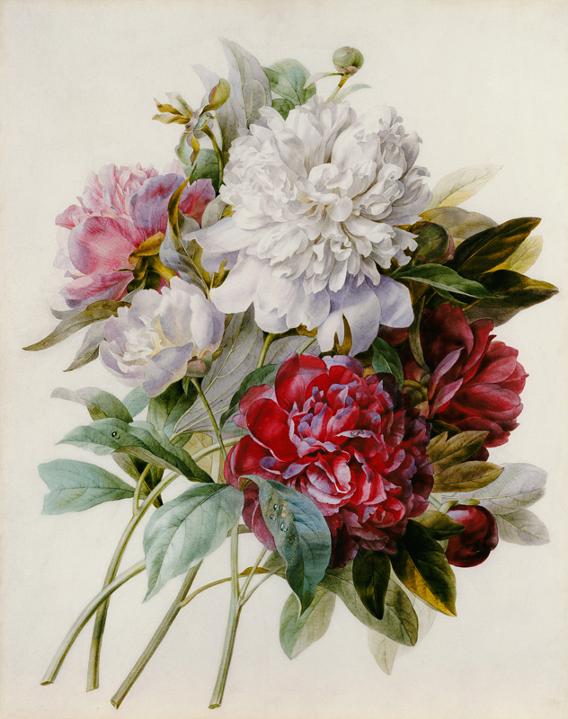 A Bouquet Of Red, Pink And White Peonies - as art print or hand