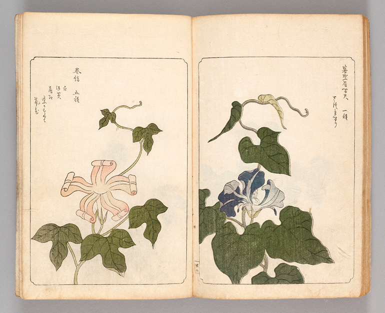 奇品植物の流行｜江戸の花だより｜国立公文書館