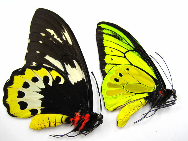 ゴライアストリバネアゲハ/ゴライアストリバネアゲハ販売/アリスト