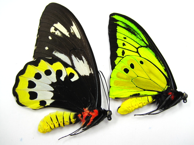 ゴライアストリバネアゲハ/ゴライアストリバネアゲハ販売/アリスト