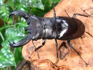 リノケロスフタマタクワガタ販売/クワガタ販売アリスト | 外国産 昆虫