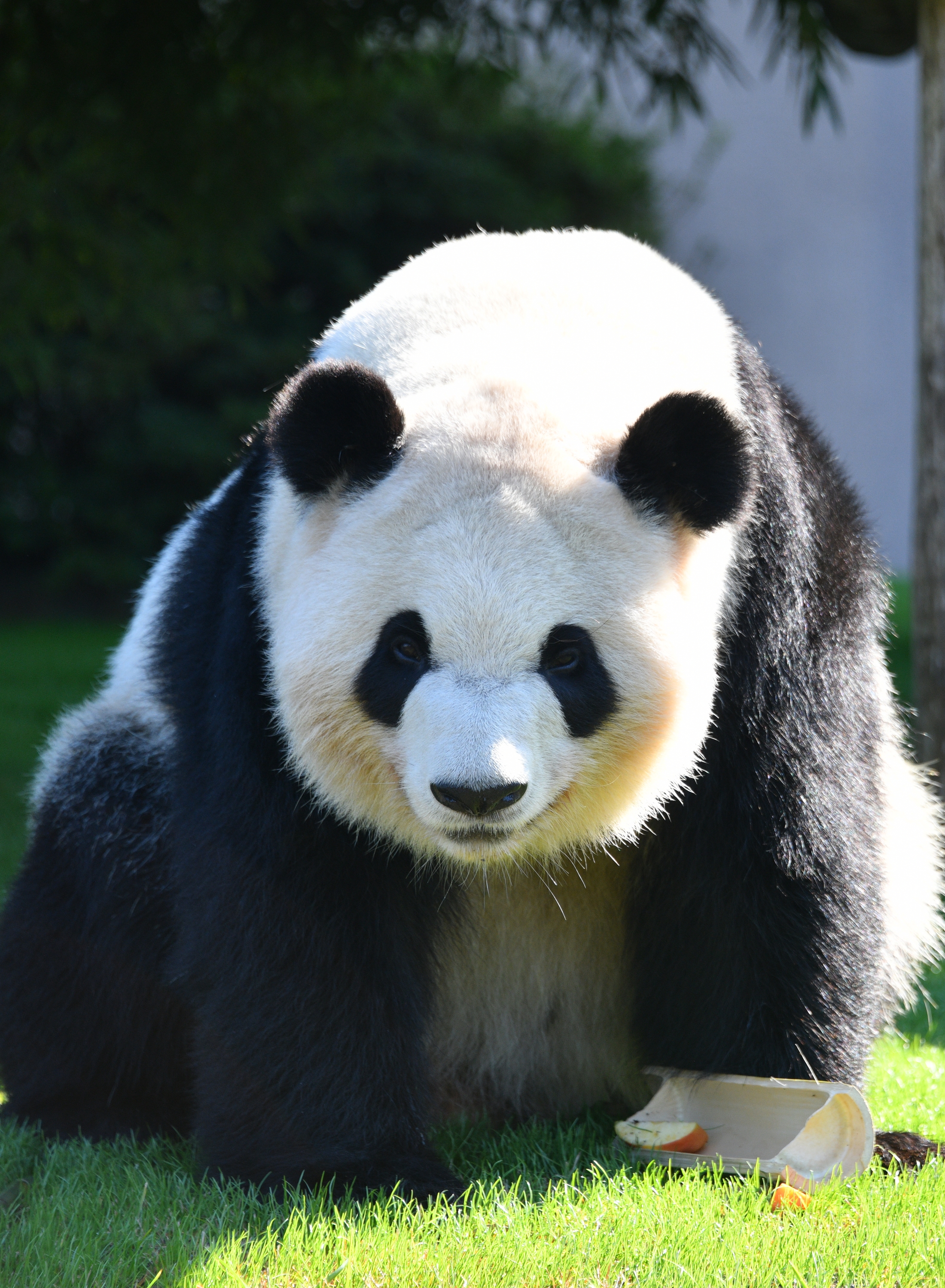 ありがとう！パンダファミリー｜今だから伝えたい、パンダたちへの31年