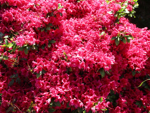 ツツジ (Rhododendron cv.)