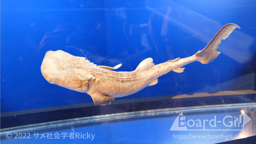 ジンベエザメは魚を食べて深海に潜る？世界最大のサメにまつわる意外な