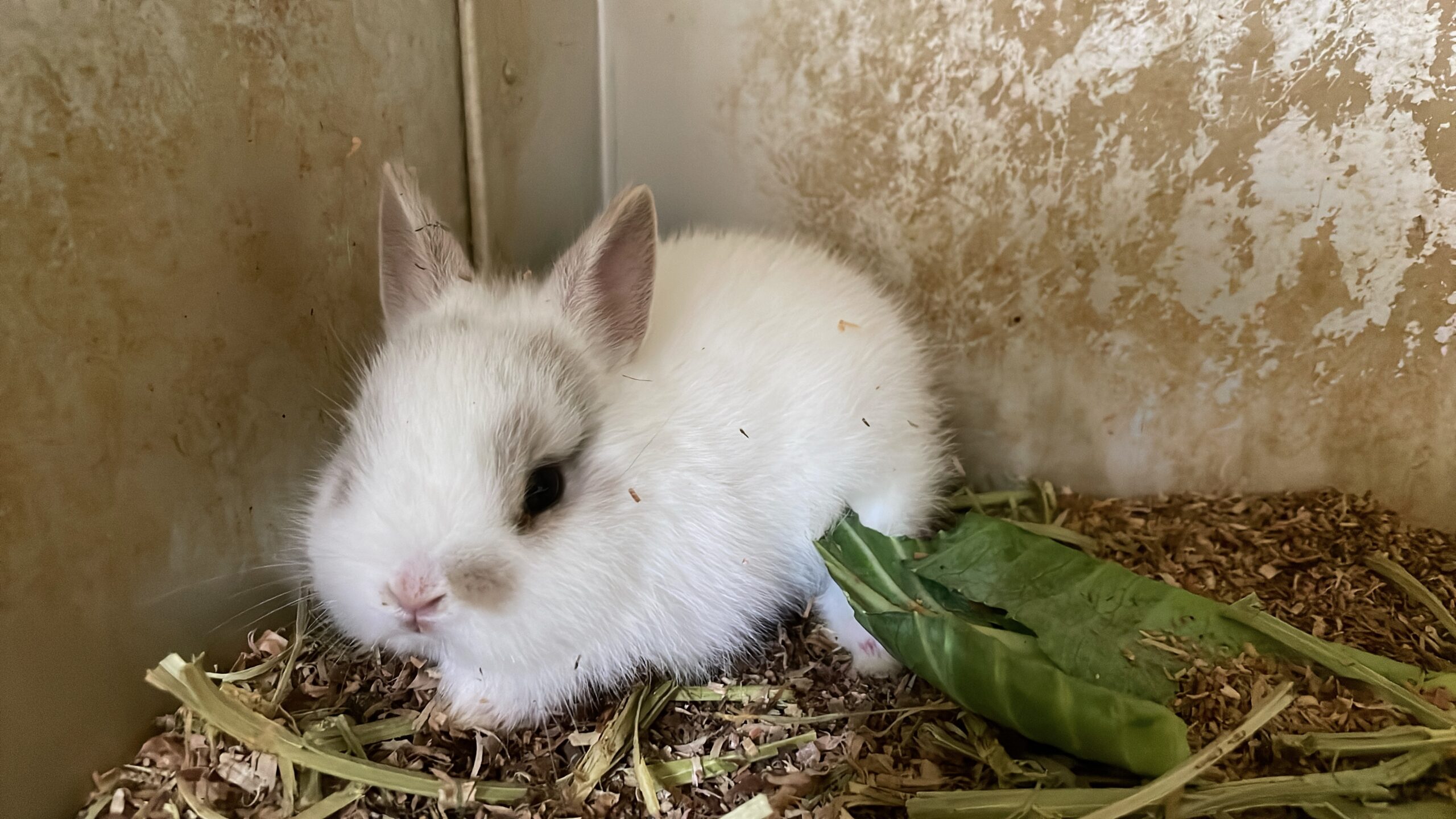 子ウサギ成長中 - 長野県佐久市｜乗馬と乗馬馬の販売はスエトシ牧場