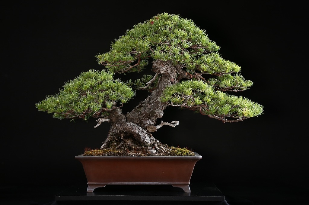 K69 五葉松 約150年 | 雨竹亭オンラインショップ