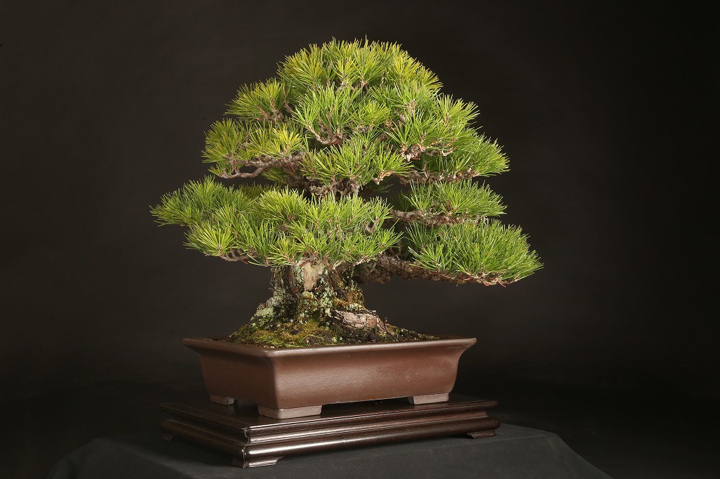 黒松 約80年 | 雨竹亭オンラインショップ