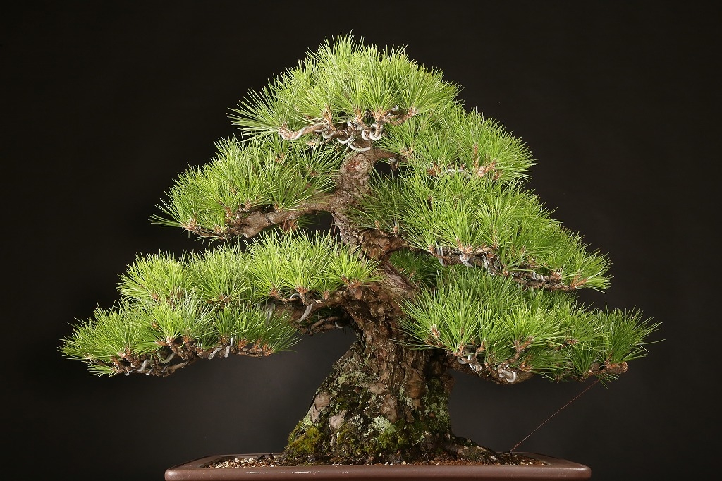 黒松 約80年 | 雨竹亭オンラインショップ