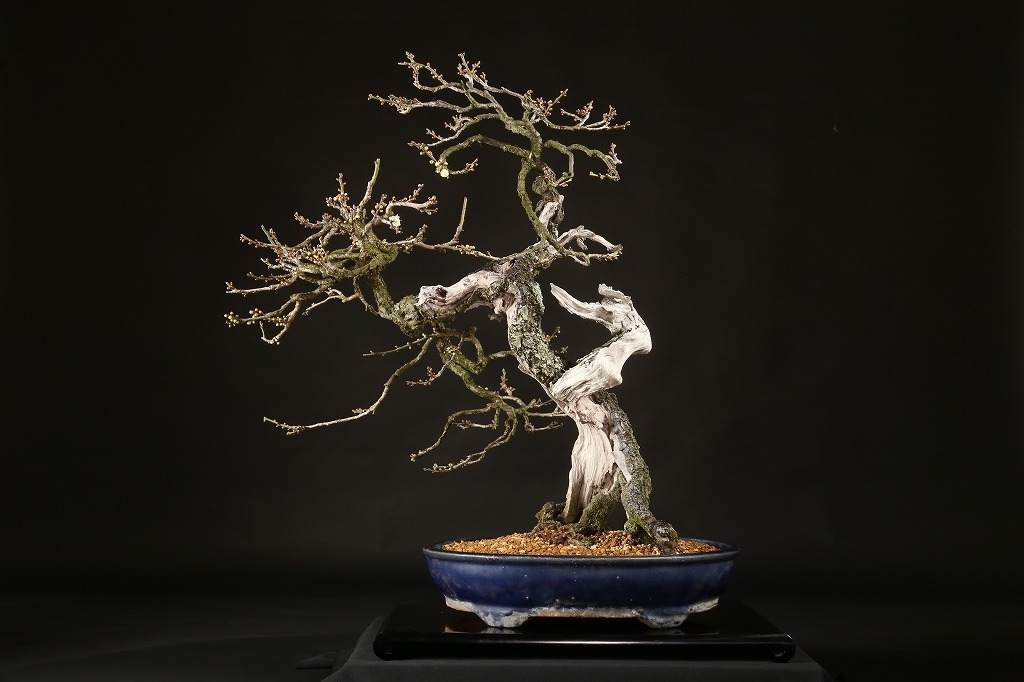 野梅（白一重咲）約100年 | 雨竹亭オンラインショップ