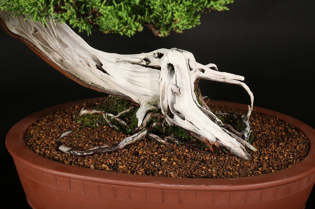 糸魚川真柏 約200年 | 雨竹亭オンラインショップ