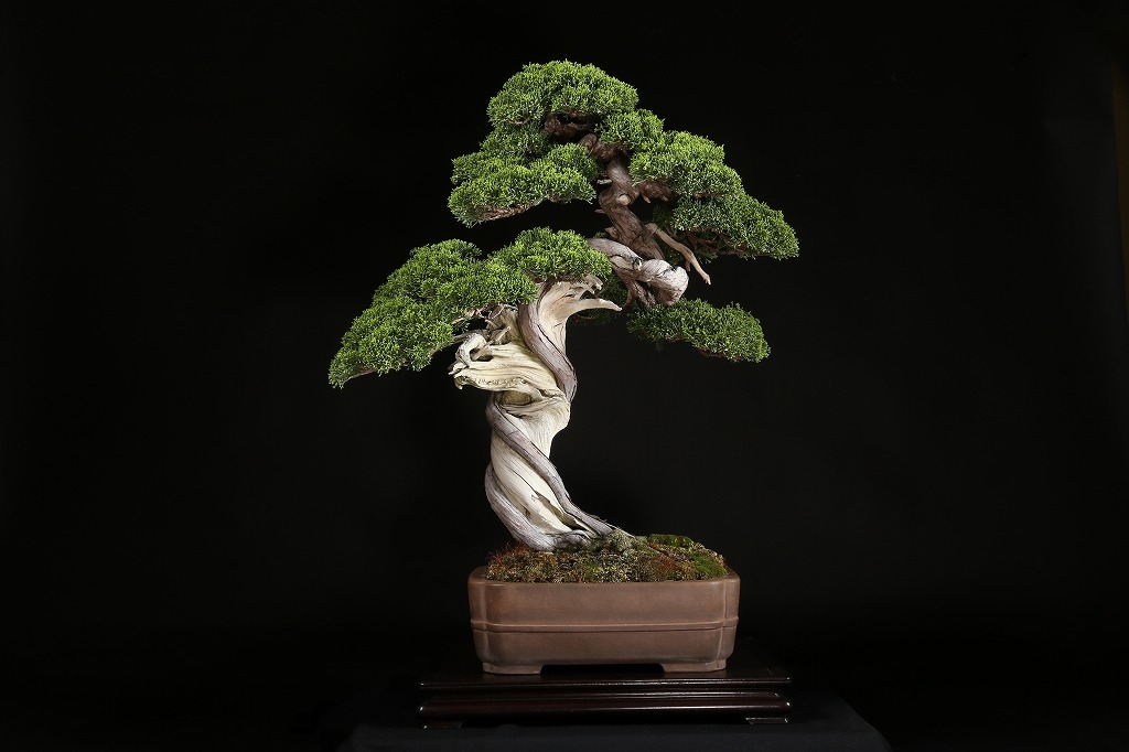 真柏 約200年 | 雨竹亭オンラインショップ