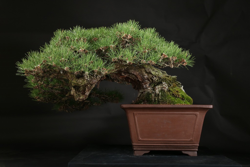 黒松 約150年 | 雨竹亭オンラインショップ