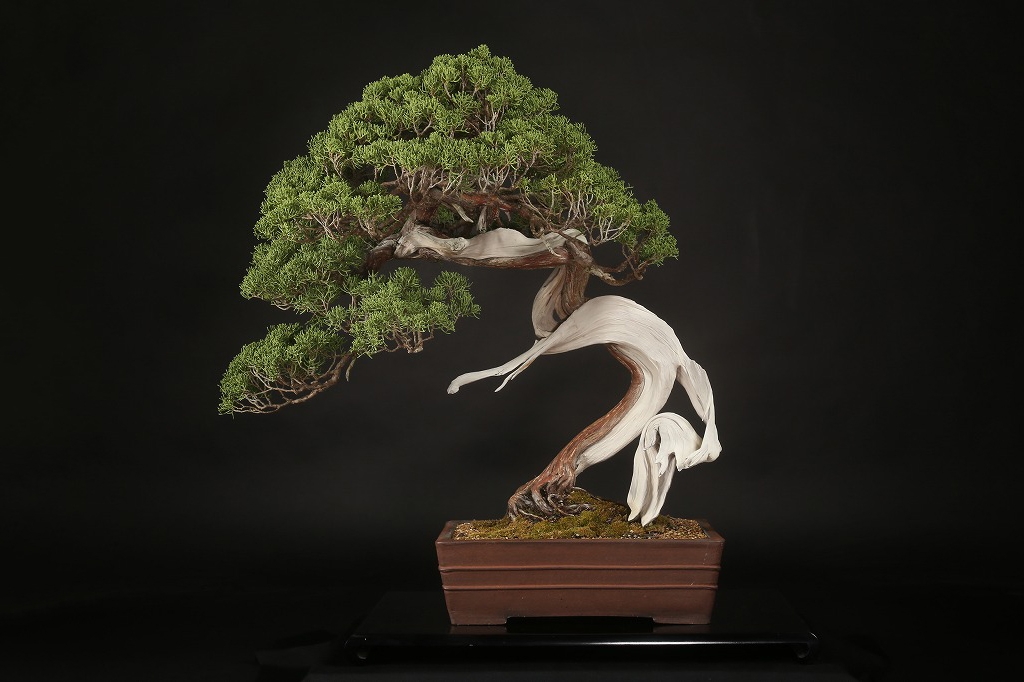 真柏 約200年 | 雨竹亭オンラインショップ