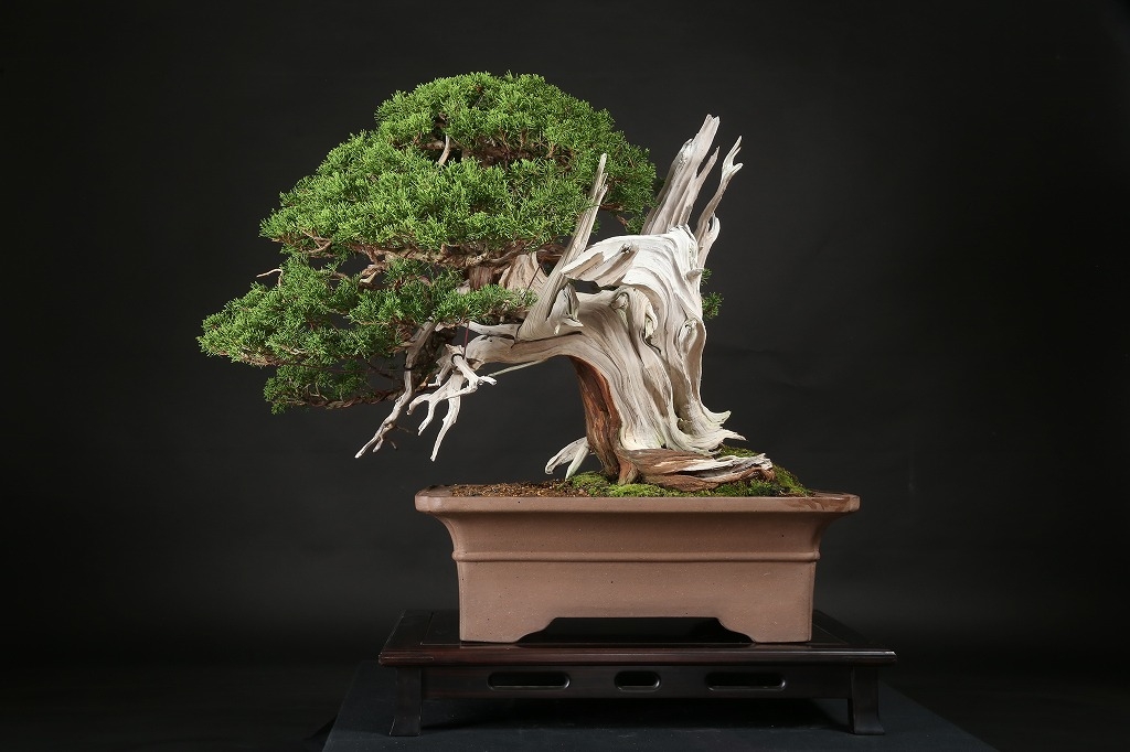 真柏 約200年 | 雨竹亭オンラインショップ