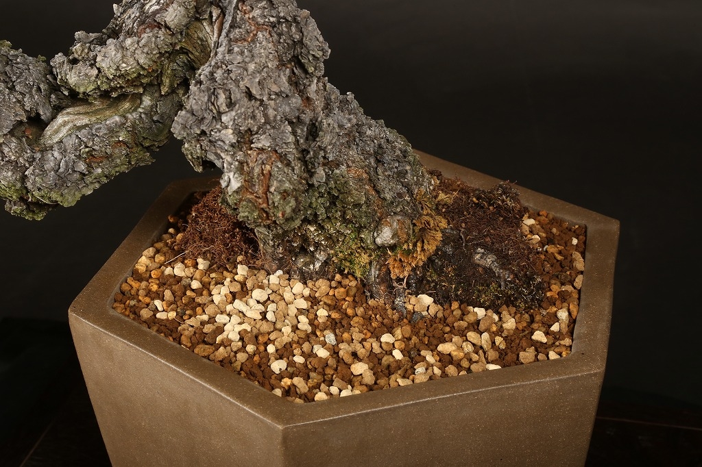 緋梅(ひばい)盆栽 緋梅（ひばい）│盆栽、盆栽書籍、盆栽鉢の通販