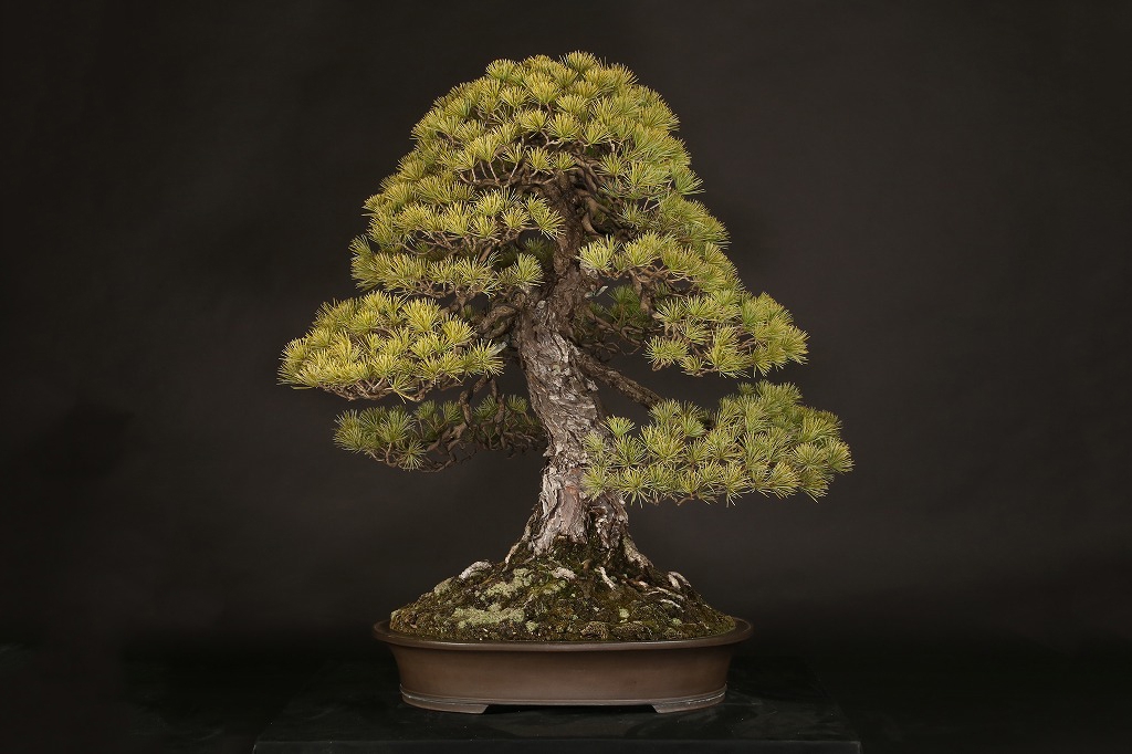 五葉松 約150年 | 雨竹亭オンラインショップ