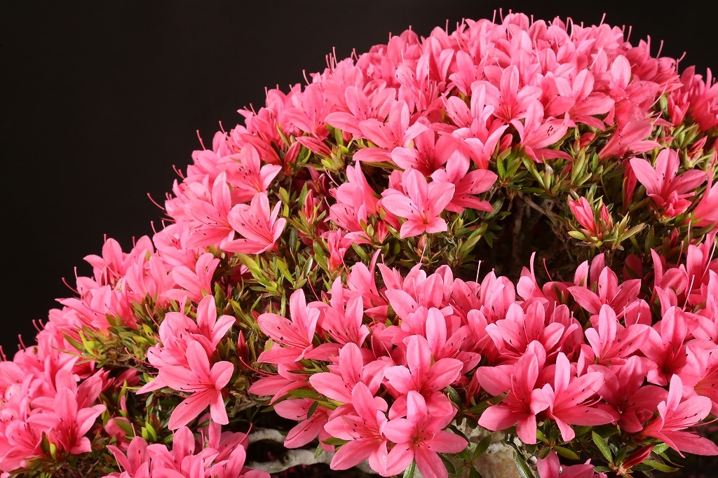 皐月（光琳）約60年 | 雨竹亭オンラインショップ