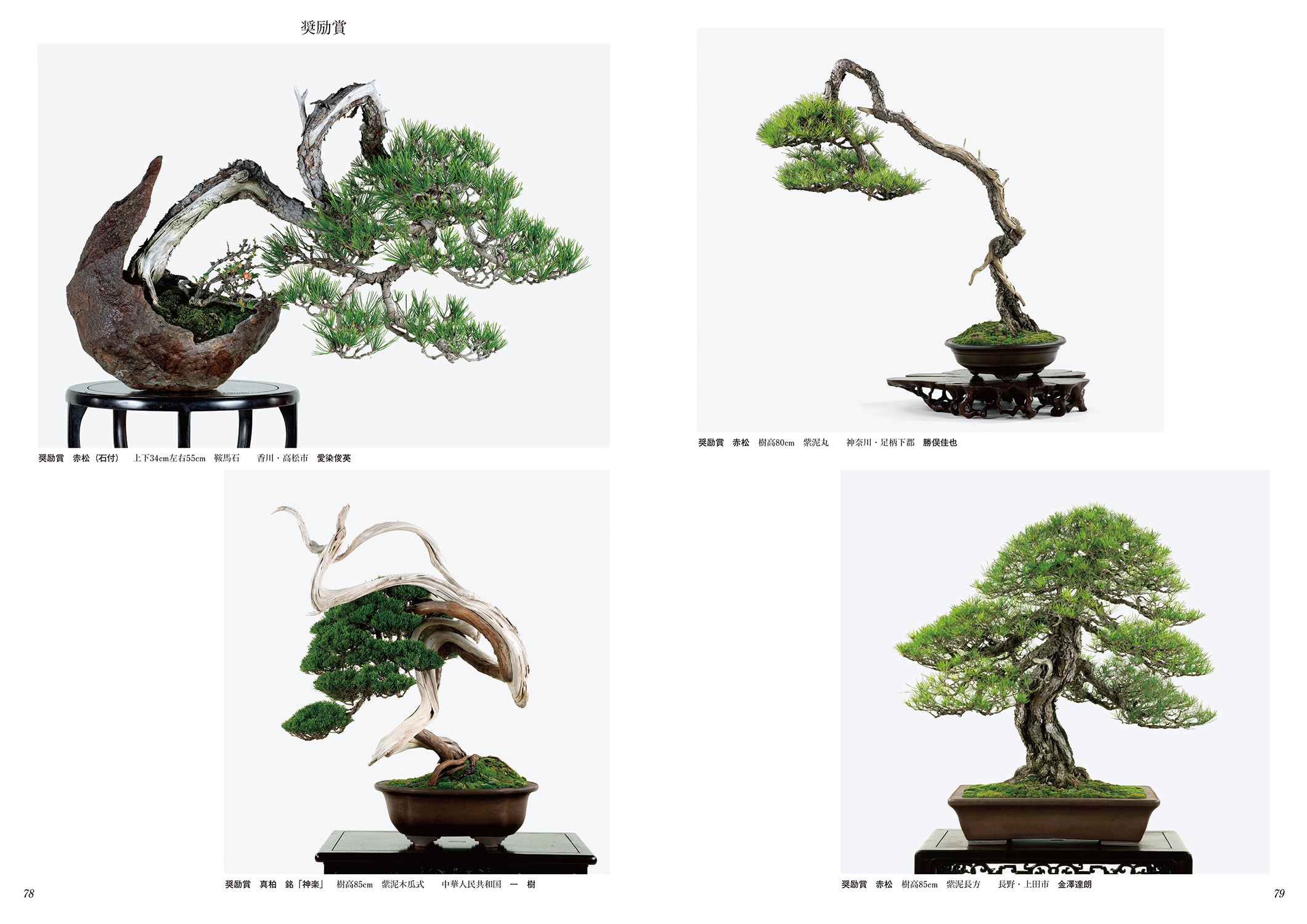 第42回 日本盆栽大観展 記念帖 | 盆栽、盆栽書籍、盆栽鉢の通販│近代出版